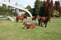 Cabalos na Facultade de Filoloxía e Tradución